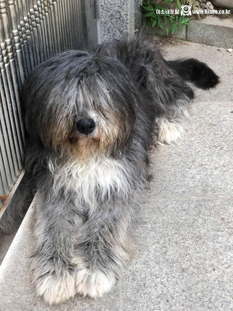 충격인 삽살개 털 밀었을때