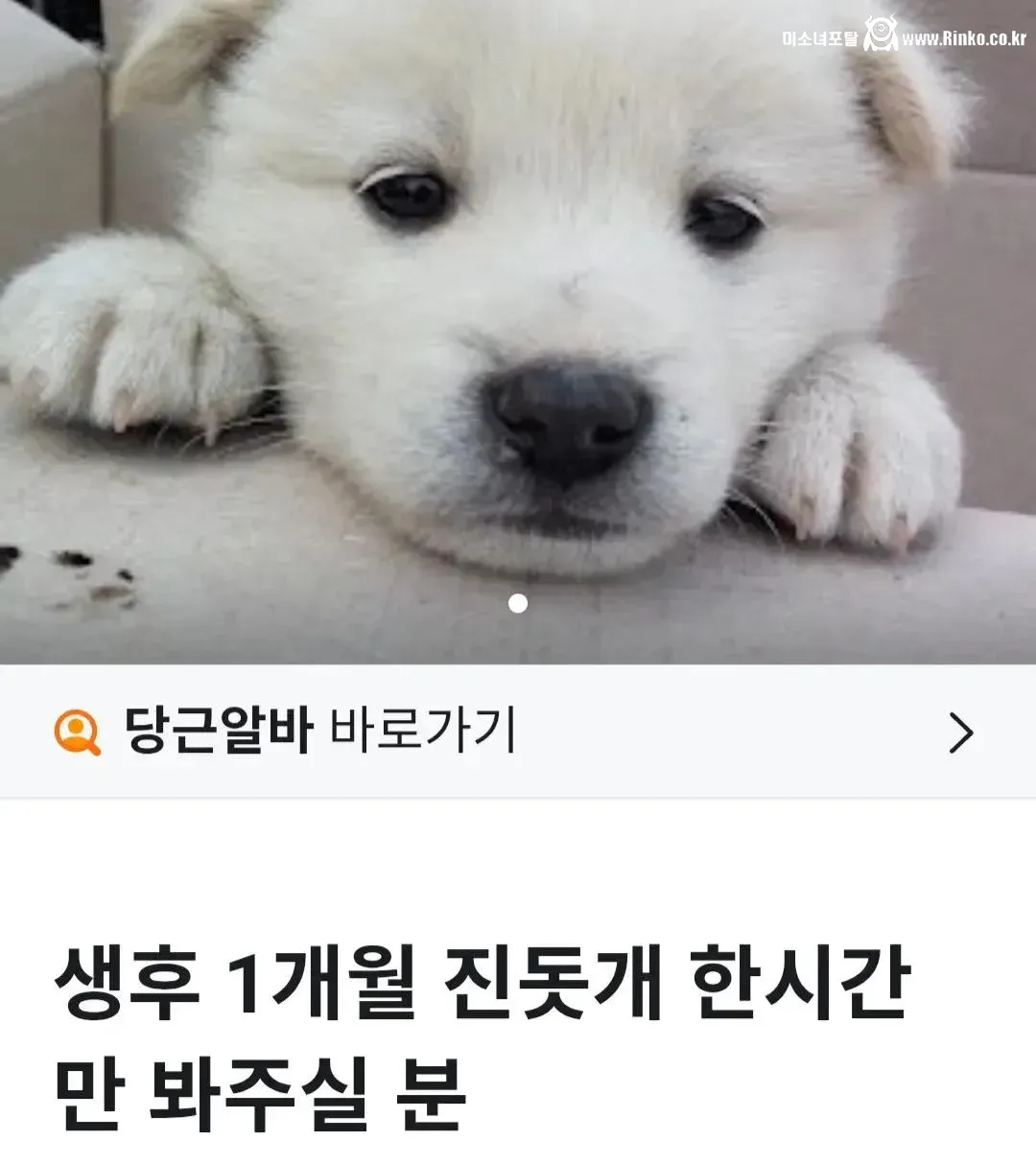 인기폭발.. 당근에 뜬 개꿀알바