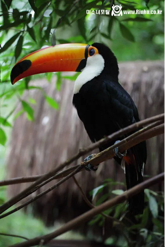 이런 말 해도될지 모르겠는데 나 남미새임