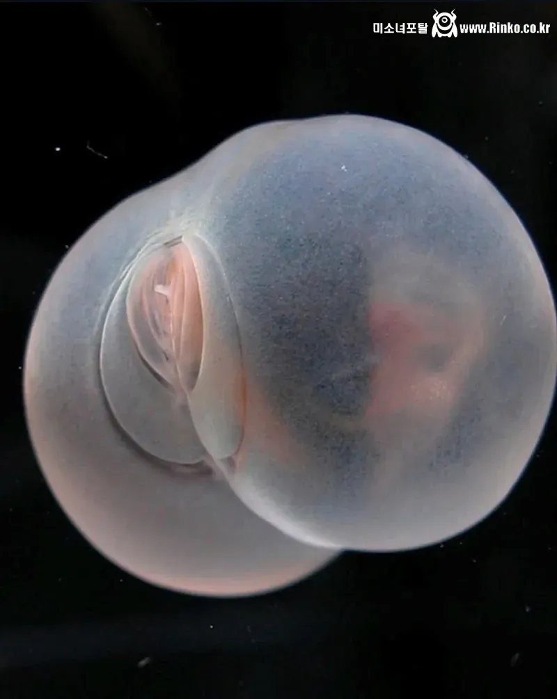 신종 심해생물 발견