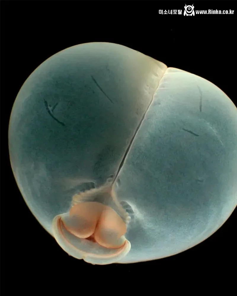 신종 심해생물 발견