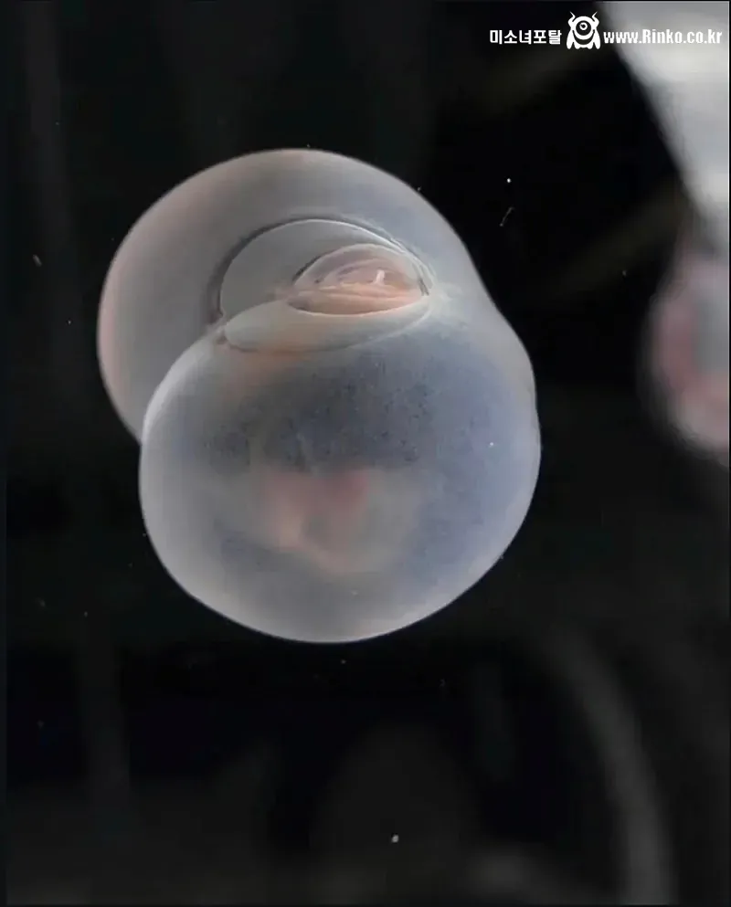 신종 심해생물 발견