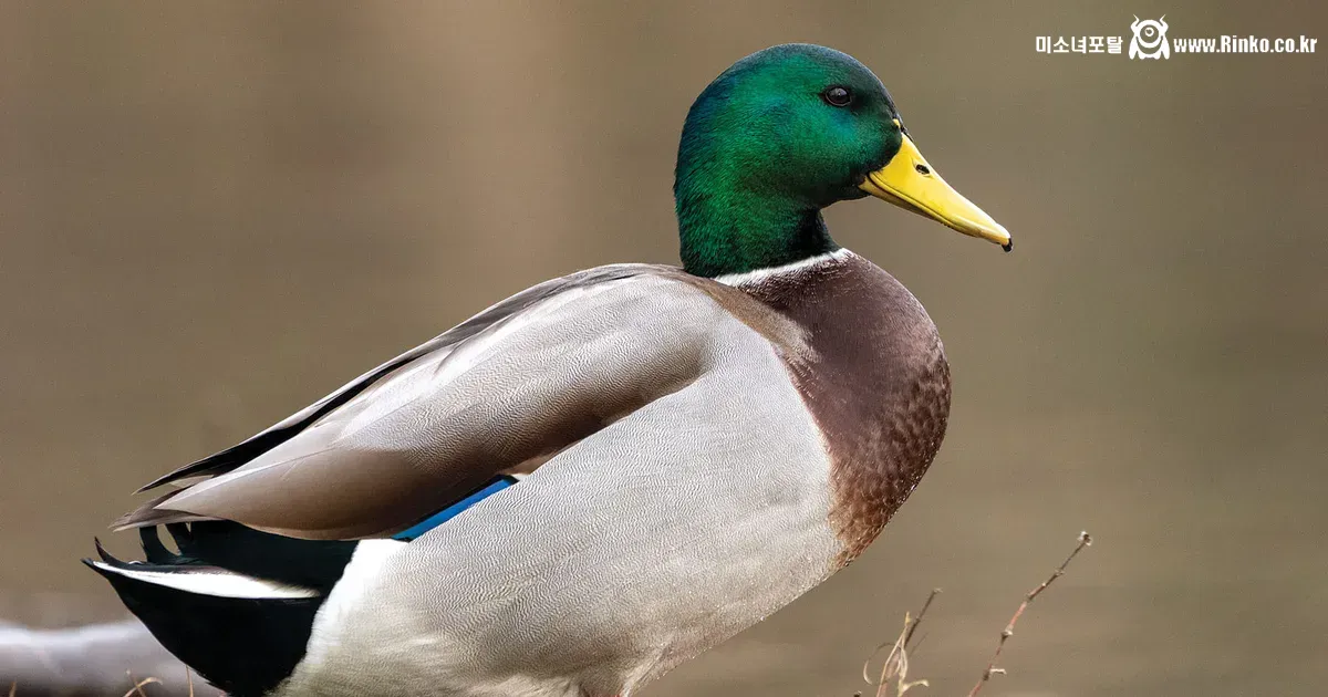 드물게 생겨나는 잡종 오리들