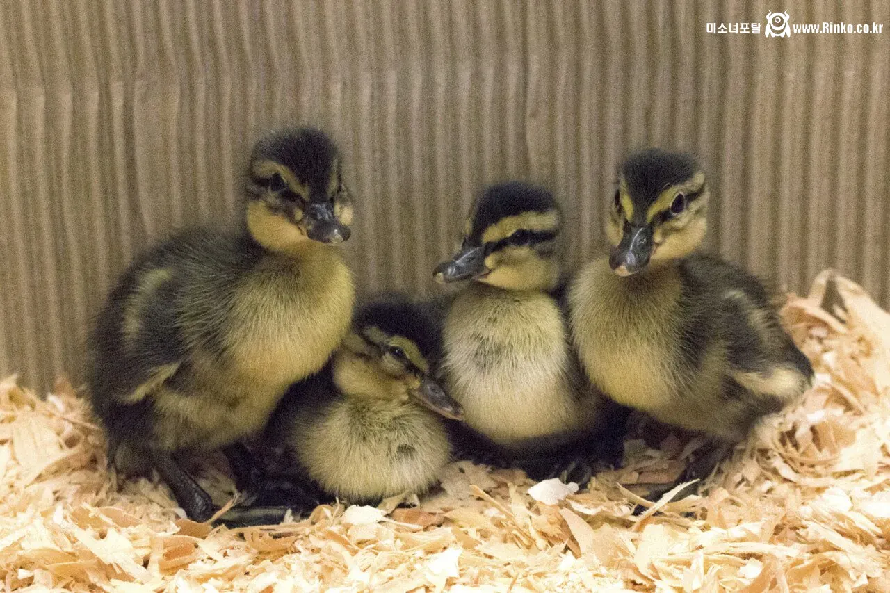 드물게 생겨나는 잡종 오리들