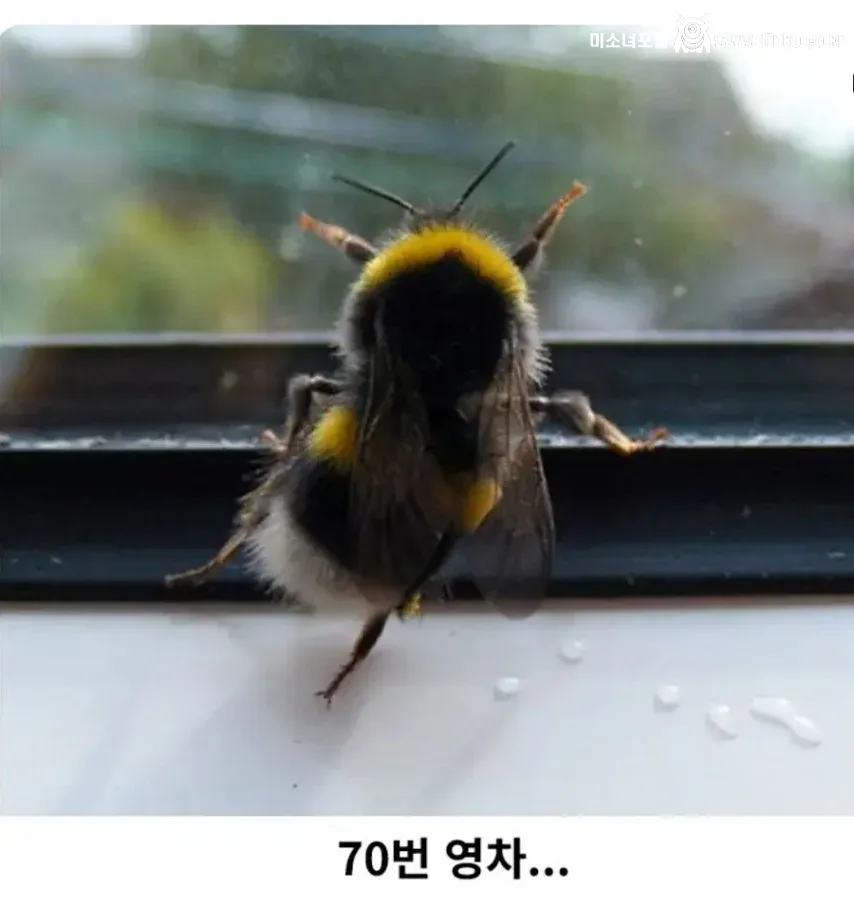 꿀꽈배기 한 봉지에 들어 있는 꿀의 양