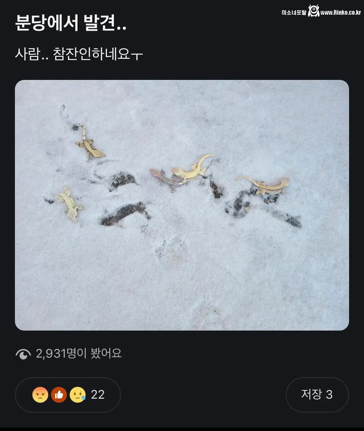 길 바닥에 버려진채 얼어죽은 도마뱀들