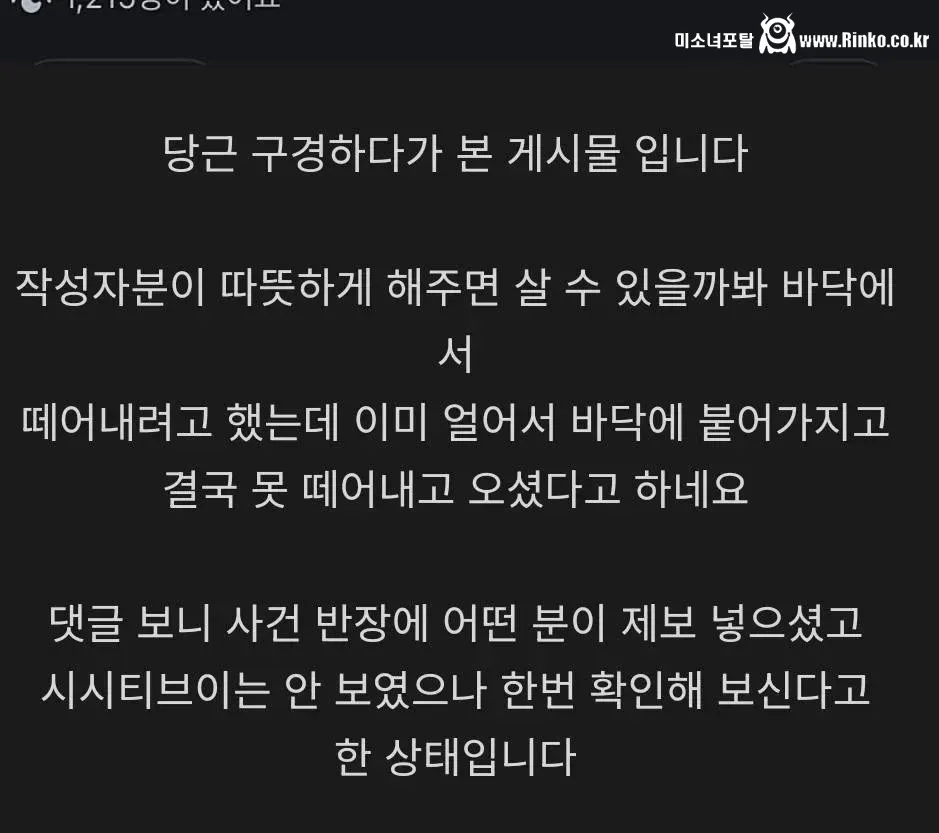 길 바닥에 버려진채 얼어죽은 도마뱀들