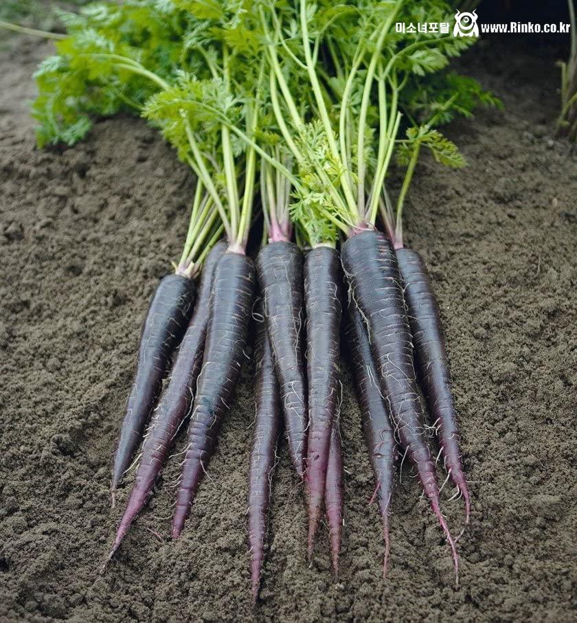 겉과 속이 다른 신기한 당근