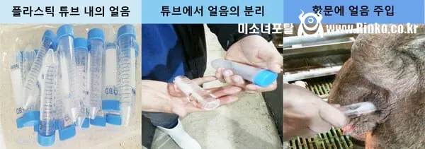돼지 양식장에서 여름에 하는 것