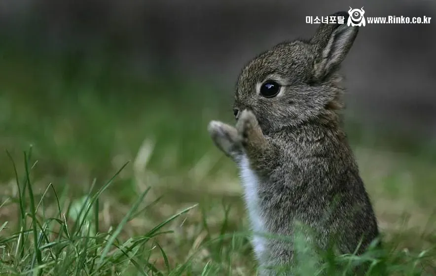 멸종 위기인 세계에서 제일 작은 토끼들