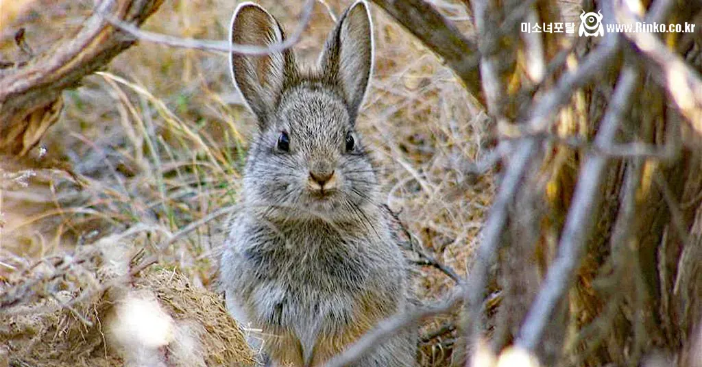 멸종 위기인 세계에서 제일 작은 토끼들