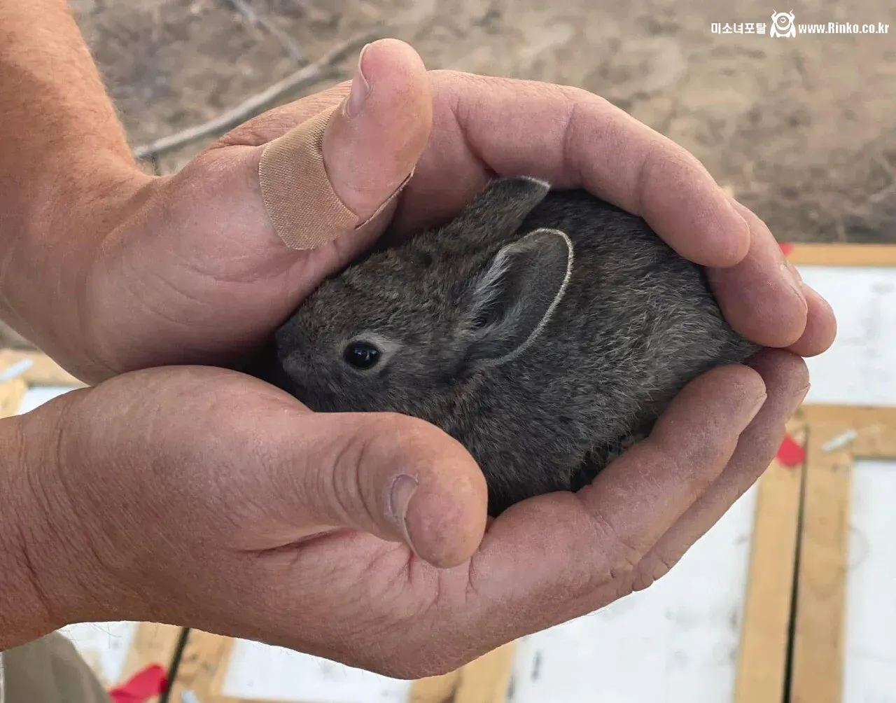 멸종 위기인 세계에서 제일 작은 토끼들