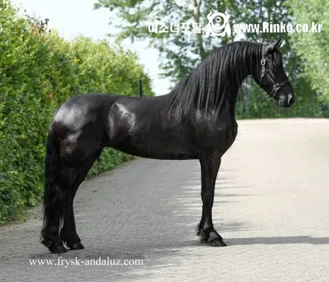 탈모갤에서 부러워할 듯한 말