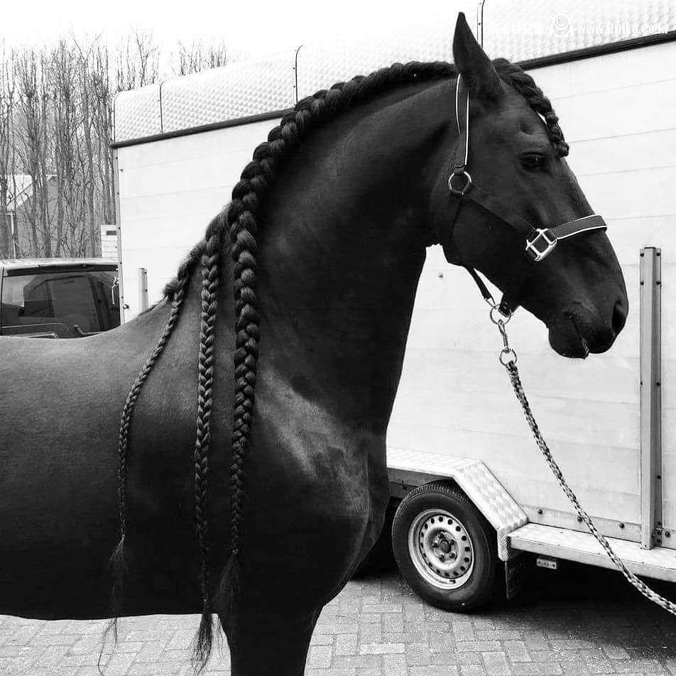 탈모갤에서 부러워할 듯한 말