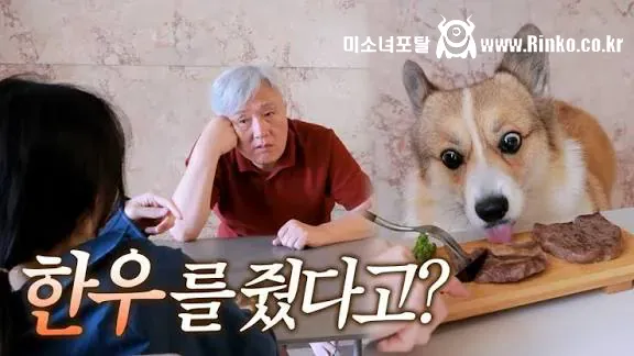 강아지에게 한우 줬다가 사과한 유튜버