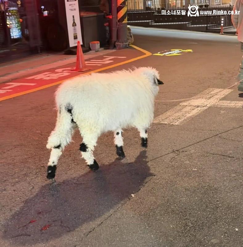 신사역에서 목격된다는 동물