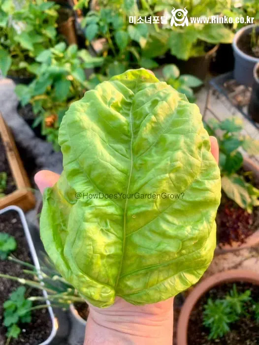 이름 값 하는 맘모스 바질 (feat. 삼겹살)