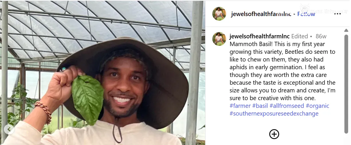 이름 값 하는 맘모스 바질 (feat. 삼겹살)