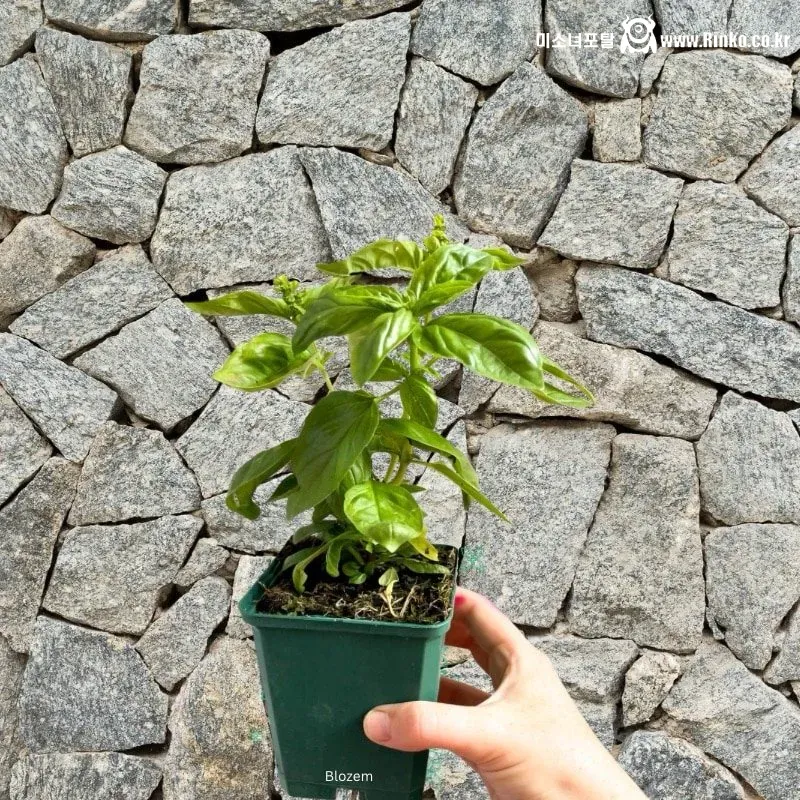 이름 값 하는 맘모스 바질 (feat. 삼겹살)