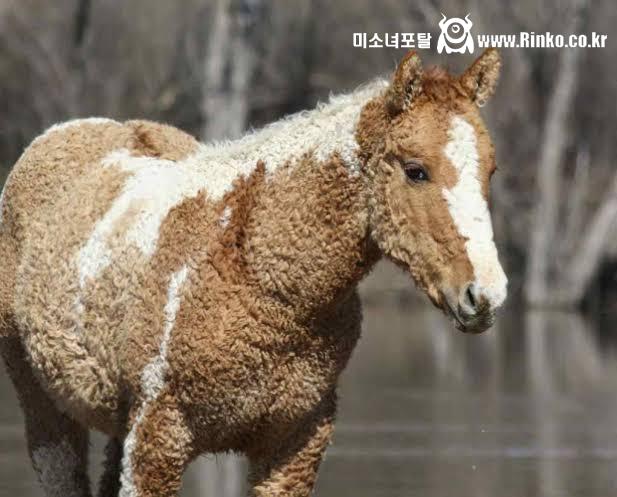 말이야 양이야? 신기한 곱슬털 말
