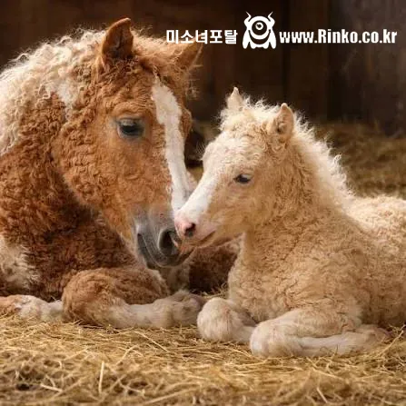 말이야 양이야? 신기한 곱슬털 말
