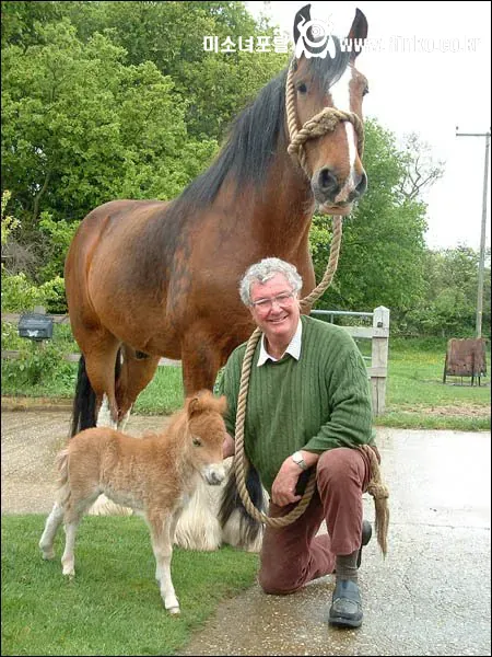 세계에서 제일 큰 말 vs 작은 말