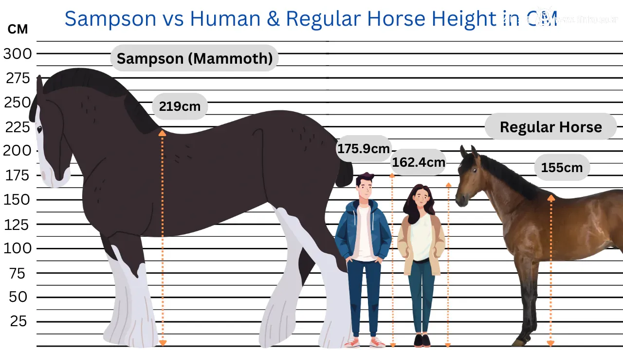 세계에서 제일 큰 말 vs 작은 말