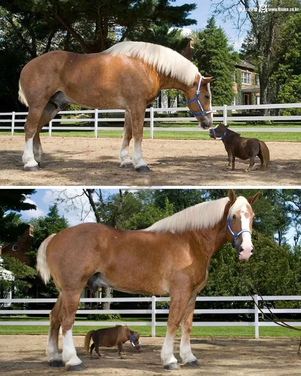 세계에서 제일 큰 말 vs 작은 말