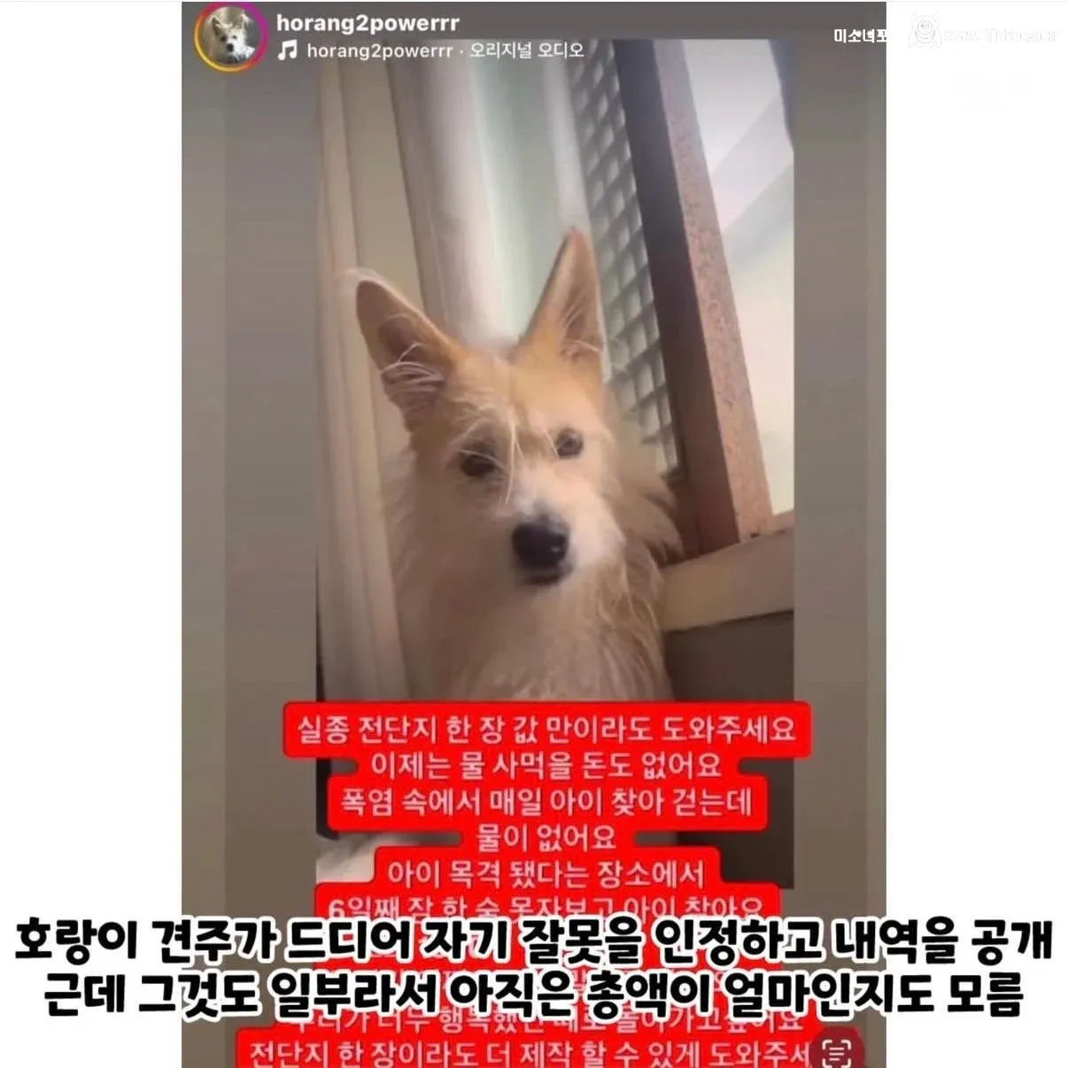 강아지 실종한 견주의 후원금 사용내역 논란