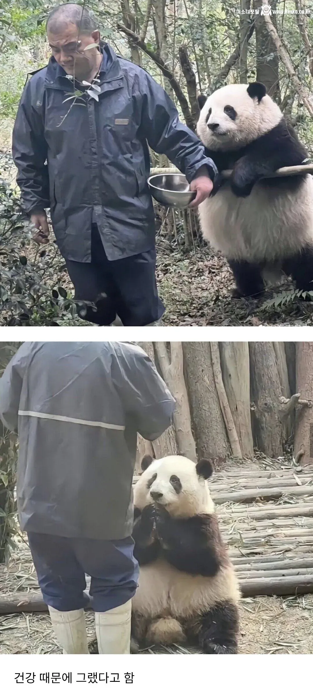 판다 밥을 압수해서 굶기는 사육사