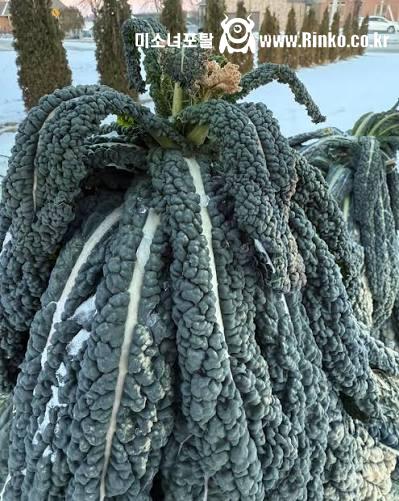 의외로 추위에 엄청나게 강한 채소