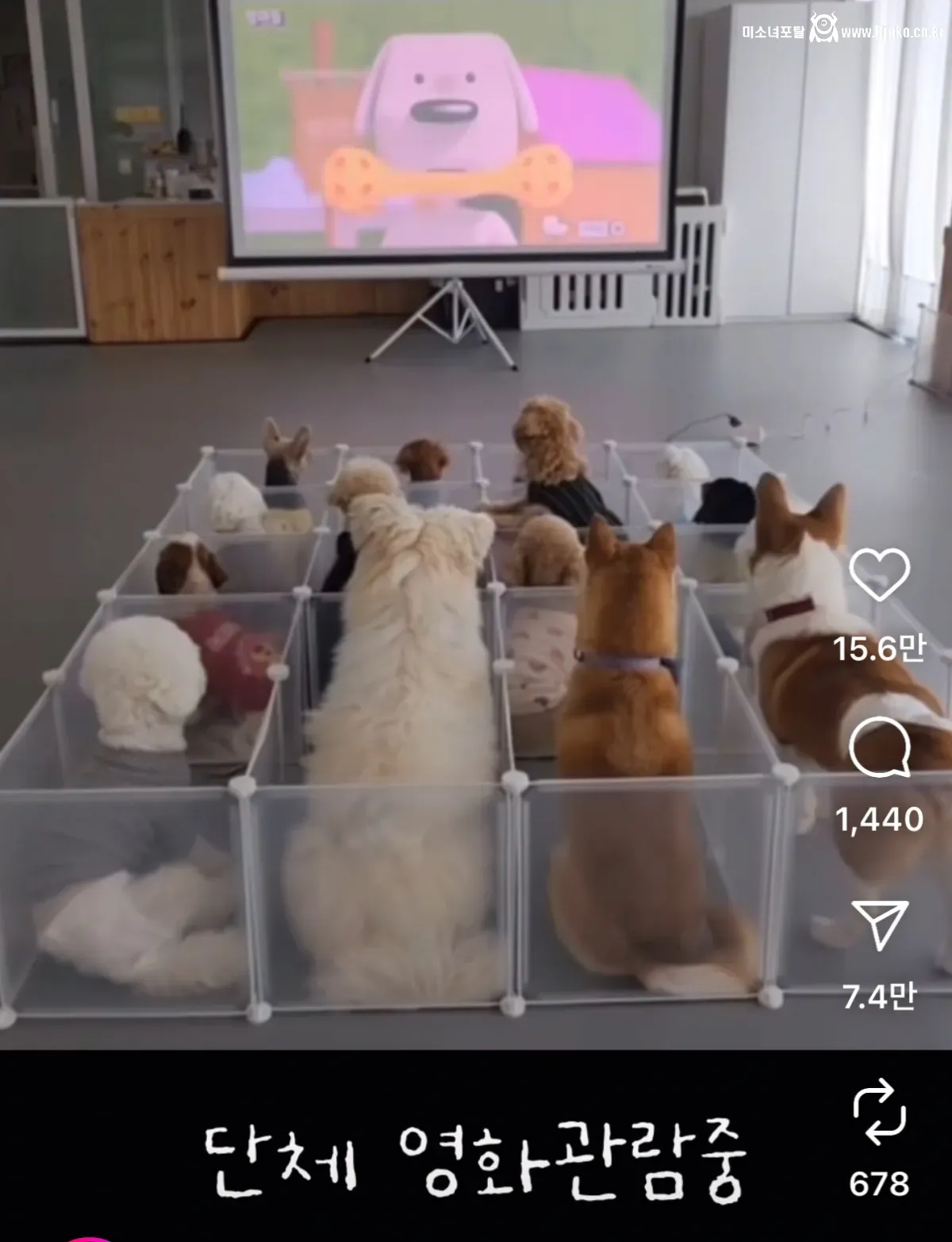 싱글벙글 요새 애견유치원 근황