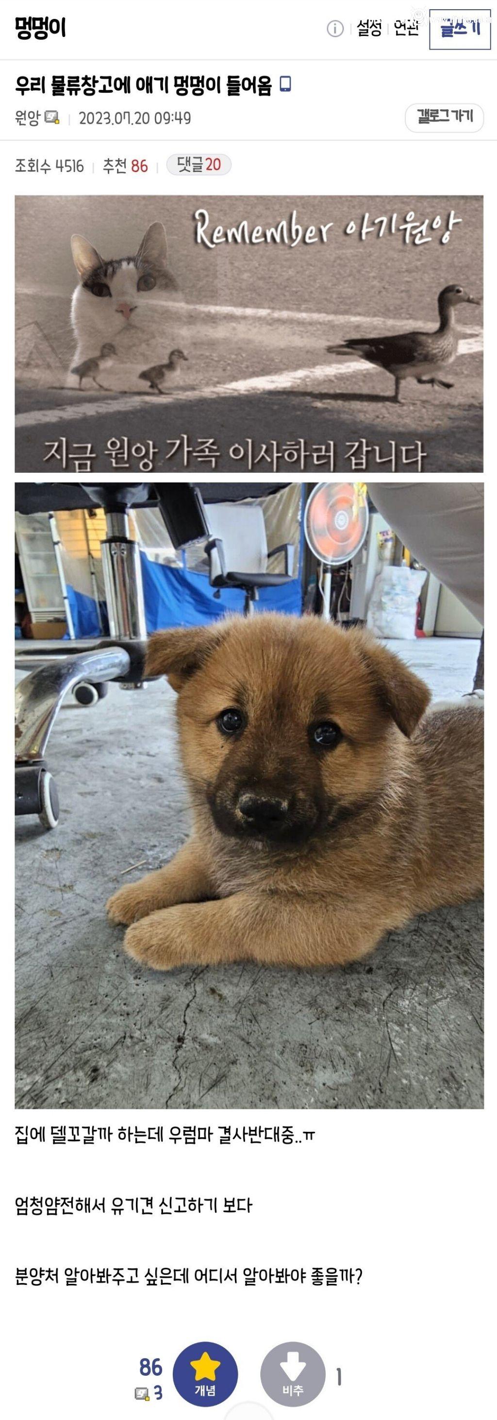 우리 회사 물류창고에 애기 멍멍이 들어옴