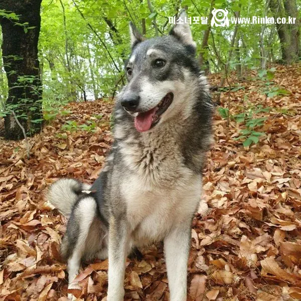 산책중에 만난 길 안내 해주던 유기견