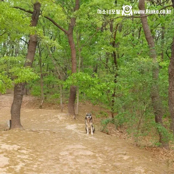 산책중에 만난 길 안내 해주던 유기견