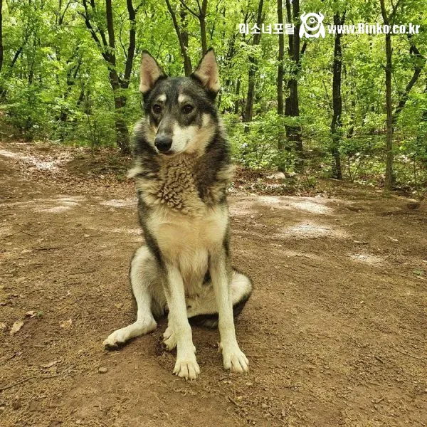 산책중에 만난 길 안내 해주던 유기견