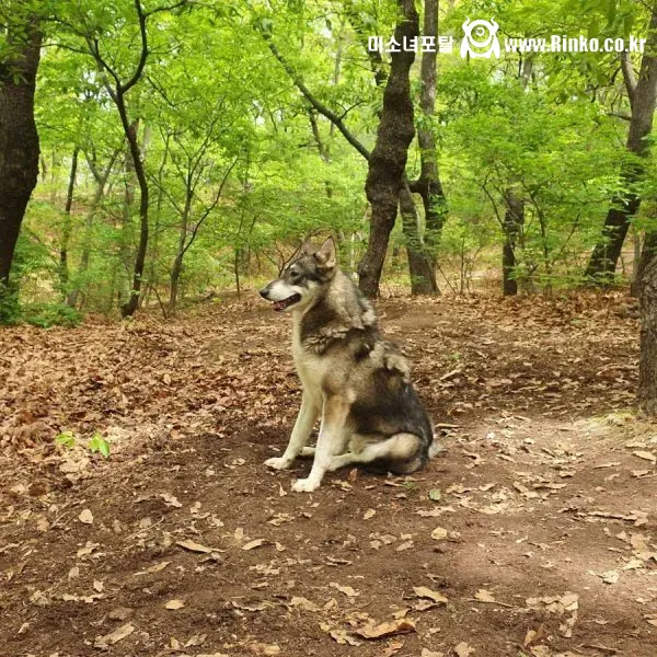 산책중에 만난 길 안내 해주던 유기견