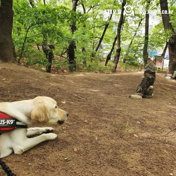 산책중에 만난 길 안내 해주던 유기견