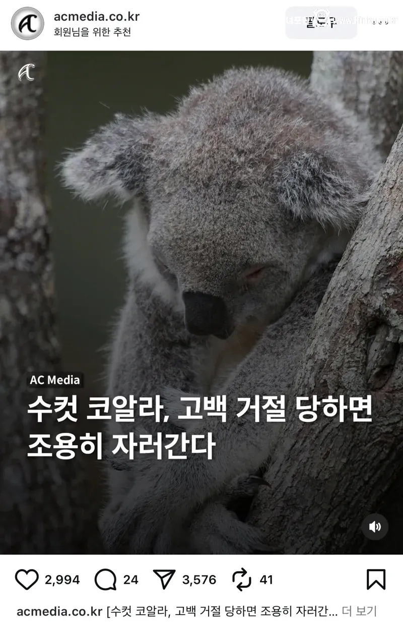 수컷 코알라가 암컷에게 차이면 하는 행동