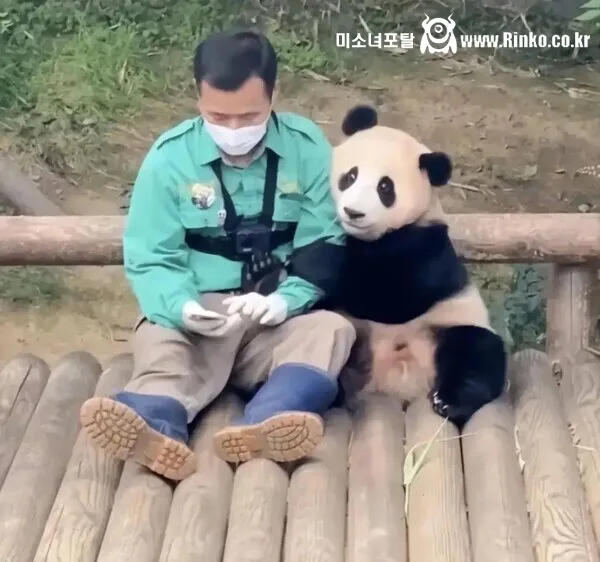 푸바오 열풍 예전에 욕했는데..