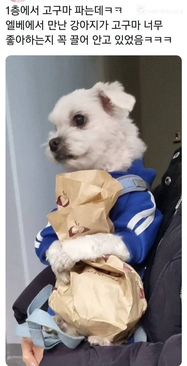 절대 강아지한테 편의점 고구마를 주지마!!!