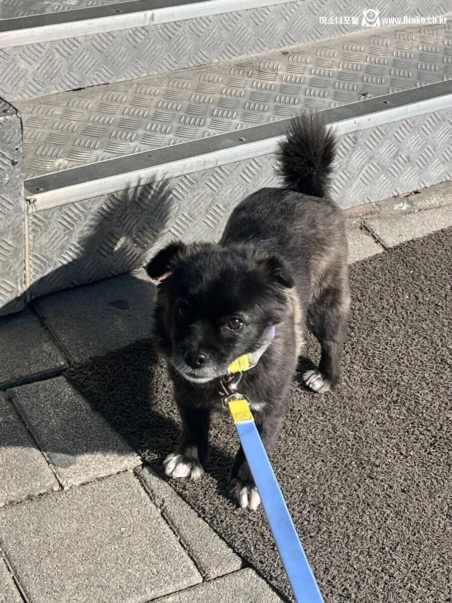 절대 강아지한테 편의점 고구마를 주지마!!!