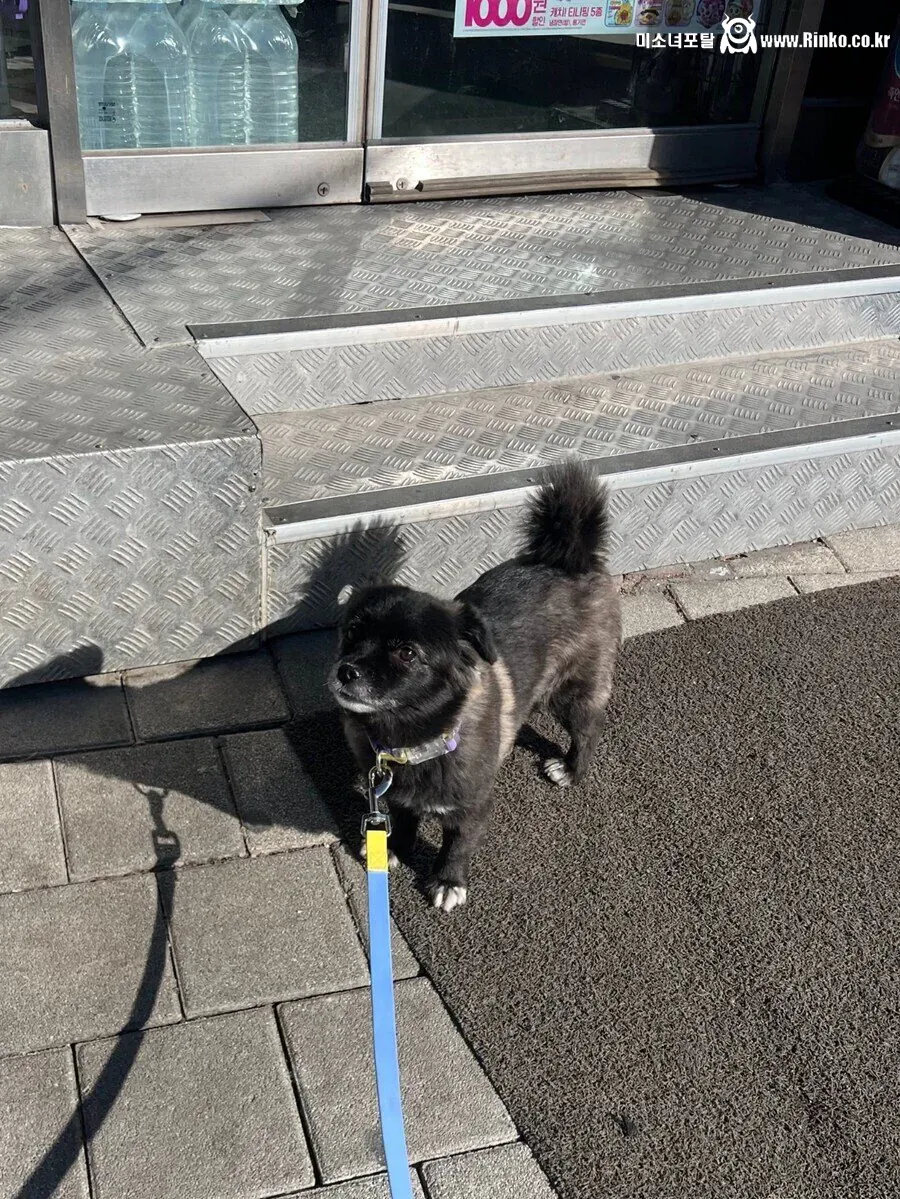 절대 강아지한테 편의점 고구마를 주지마!!!