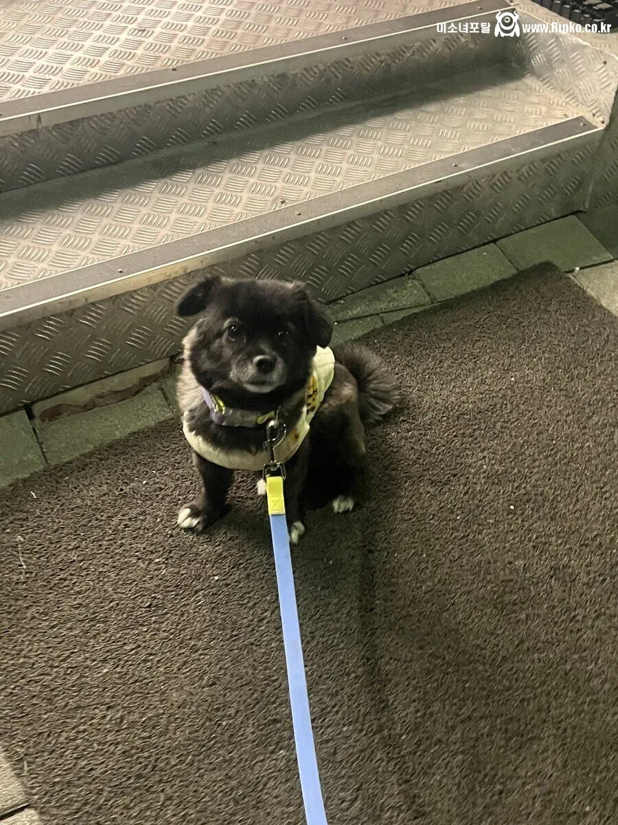 절대 강아지한테 편의점 고구마를 주지마!!!