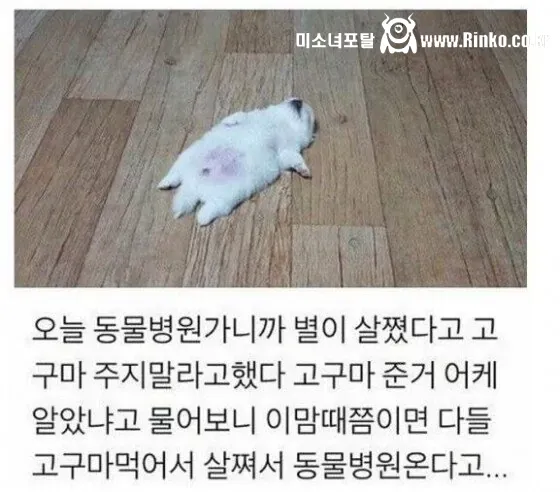 절대 강아지한테 편의점 고구마를 주지마!!!