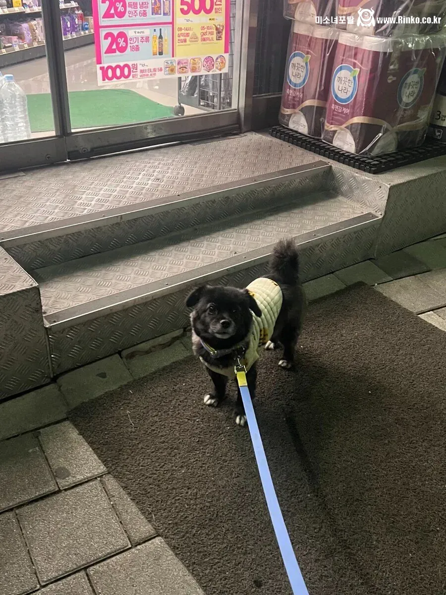 절대 강아지한테 편의점 고구마를 주지마!!!