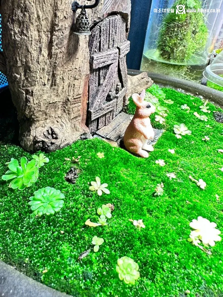 작은 정원 자랑하는 디씨인