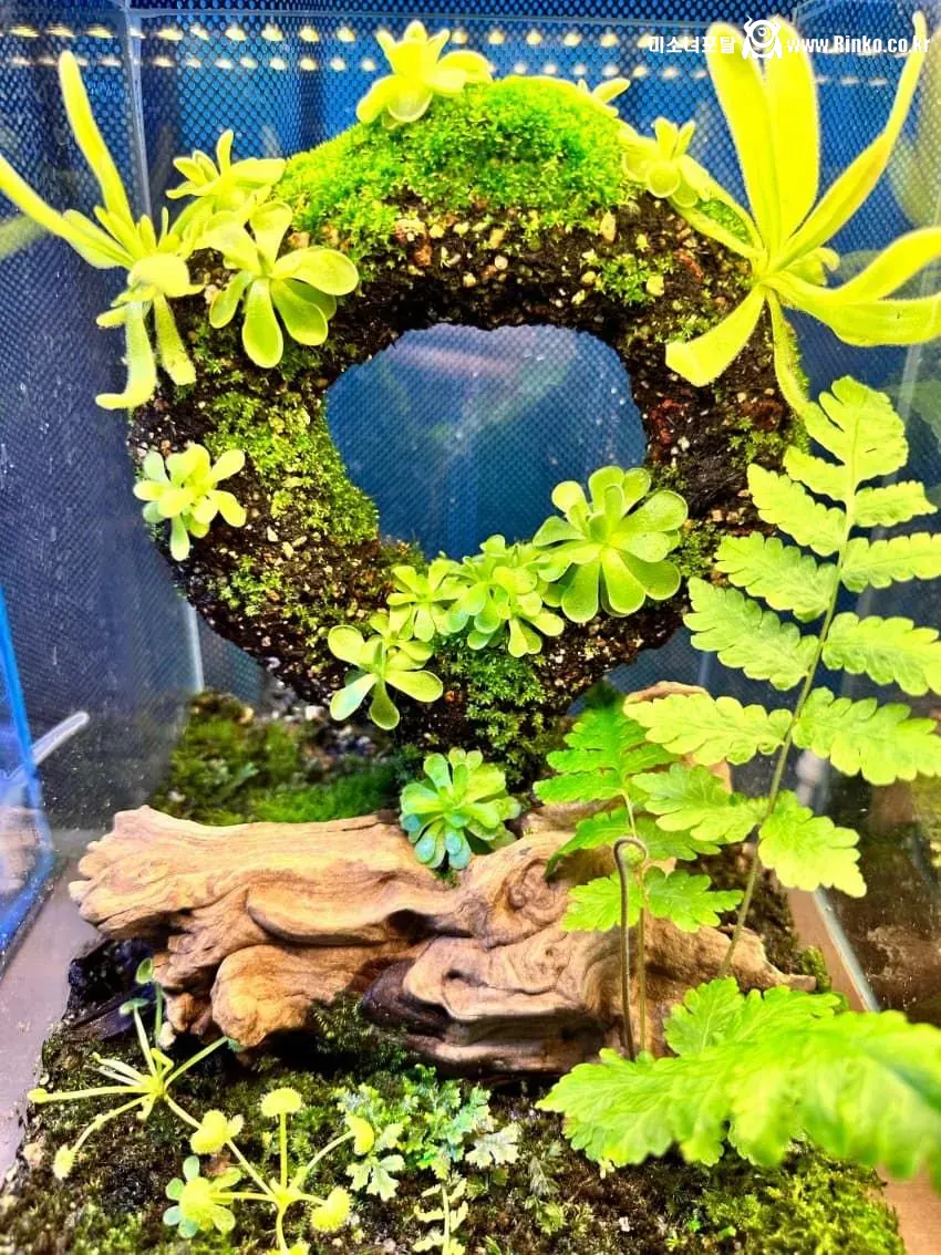 작은 정원 자랑하는 디씨인