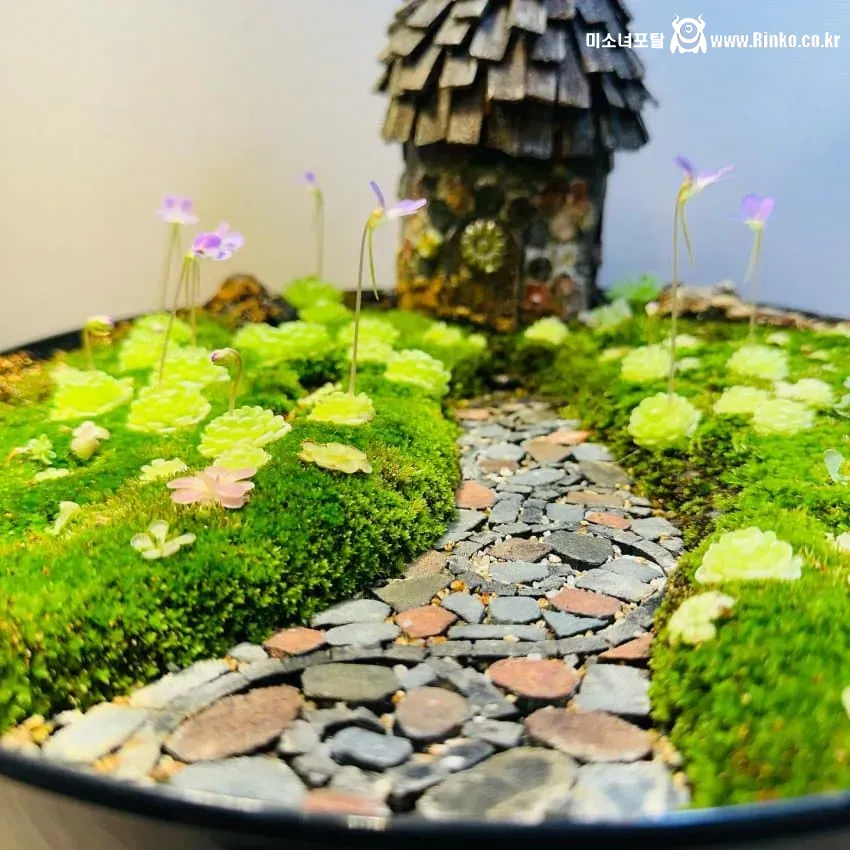 작은 정원 자랑하는 디씨인