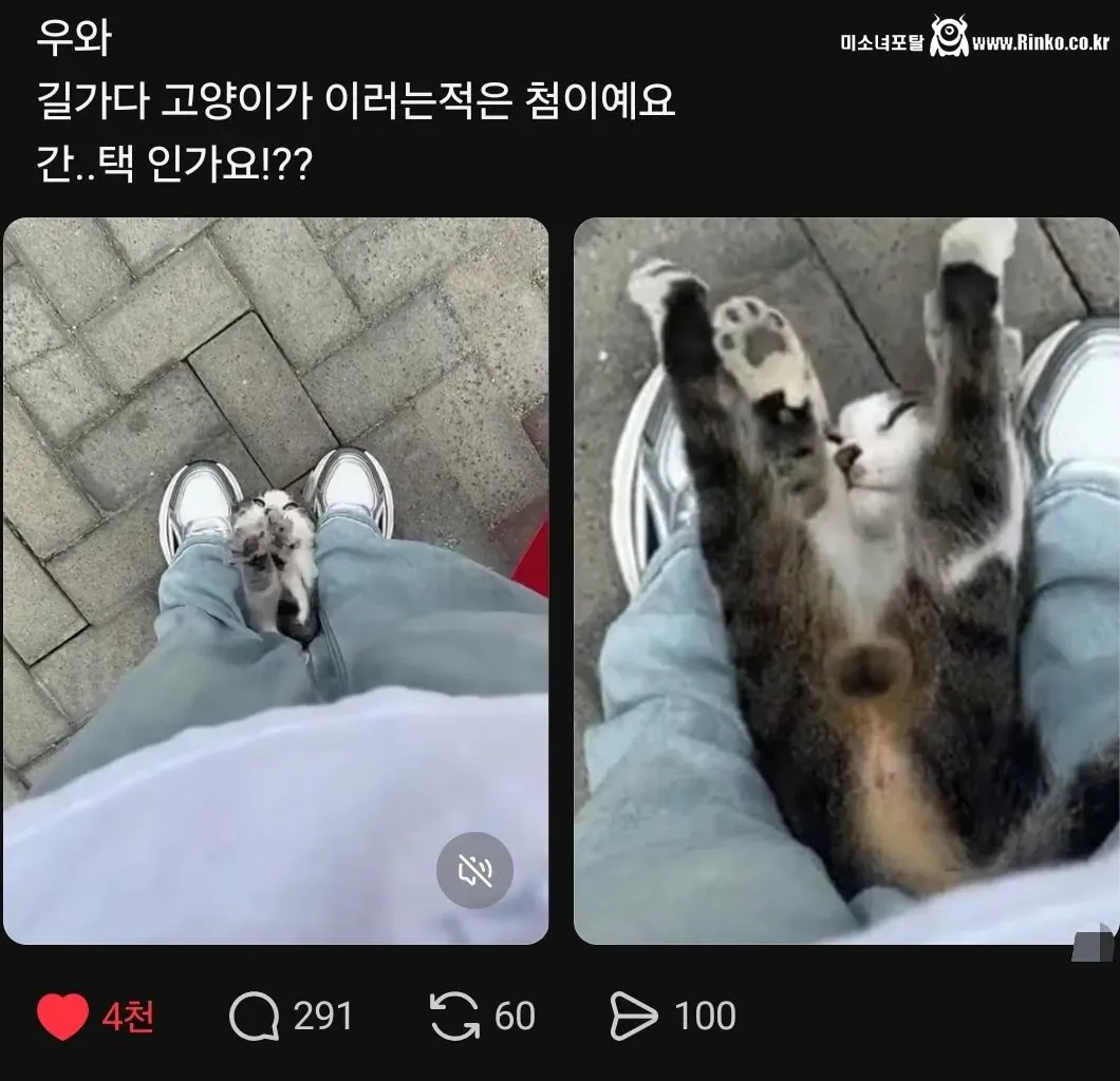 길 가다 고양이한테 간택당함